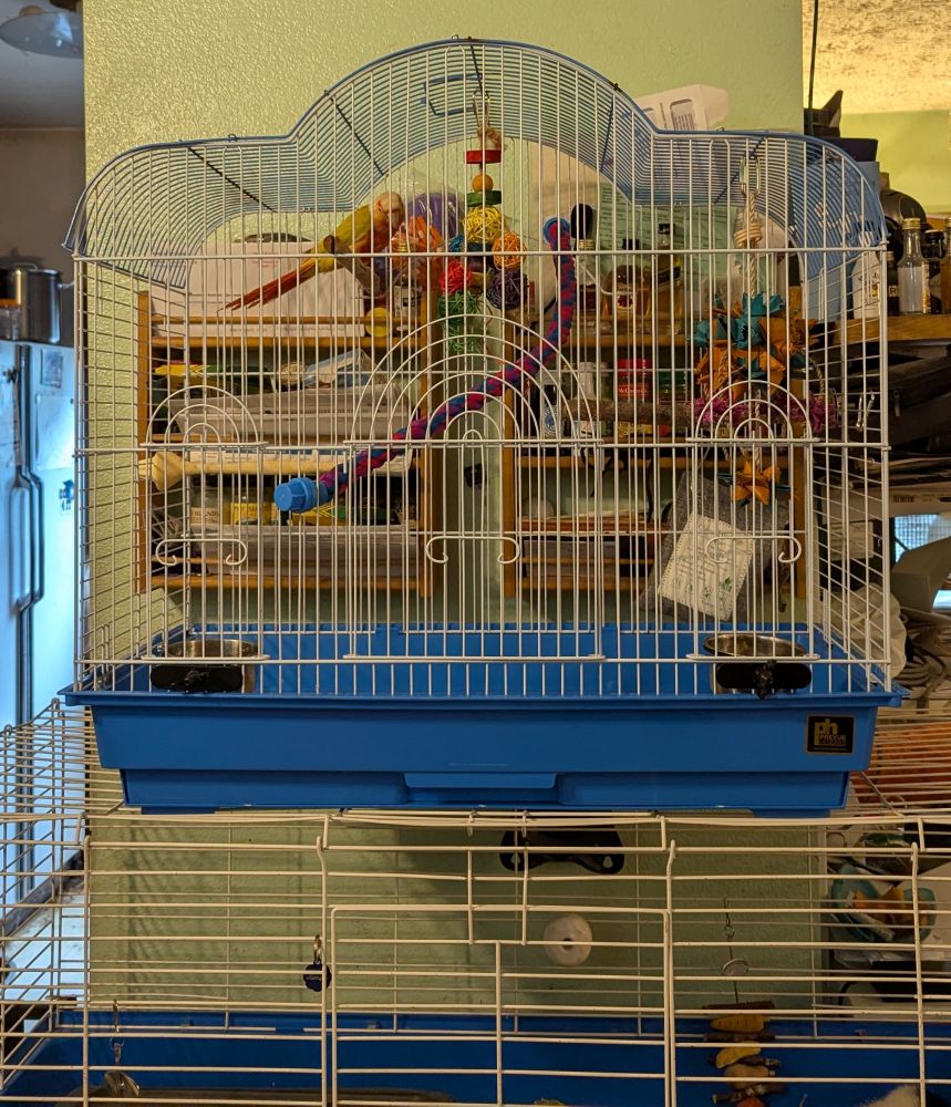 Pineapple Green Cheek Conure installed in his temporary cage in his new home. (No DNA test so not sure if it's male or female, but unless/until it lays an egg, I'm calling it he because my budgie and Indian Ringneck are definitely male.) Paperwork says his Hatch Day was 4/10/25, so his Gotcha Day is exactly 4 months later!