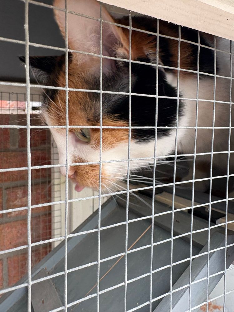 Calico cat inside a catio