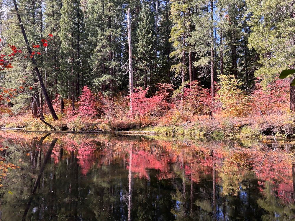 The rogue river with colorful fall trees reflected in the river