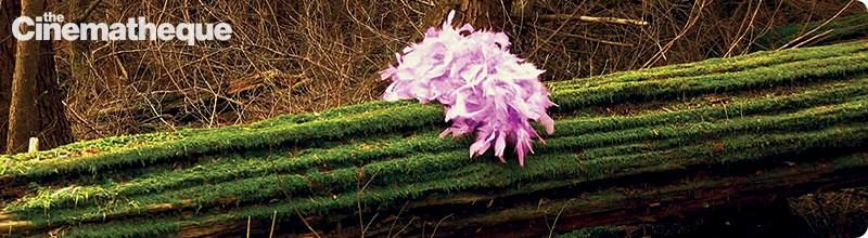 Visible Verse Festival at The Cinémathèque, an annual showcase of videopoetry and poetry film that I used to curate and host, a celebration of this hybrid creative form, which integrates verse with media-art visuals produced by a camera or a computer. #ThrowbackThursday #makeartnotwar #poetrycommunity