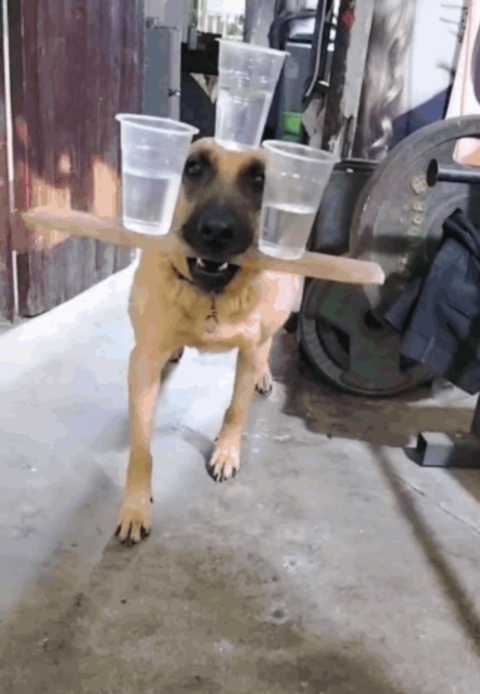 a dog is carrying two plastic cups on a stick