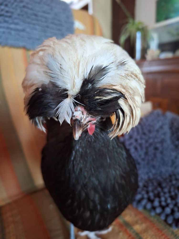 Françoise sur le canapé, c'est une petite poule noire avec un énorme pompon blanc sur la tête, elle se prend un peu trop au sérieux je trouve.