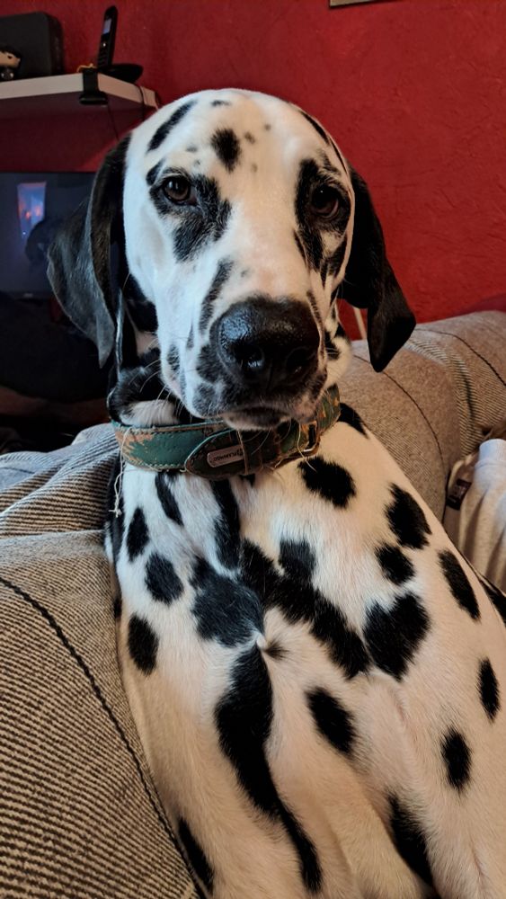 Un dalmachien sur le canapapé, accoudé nonchalamment au dossier