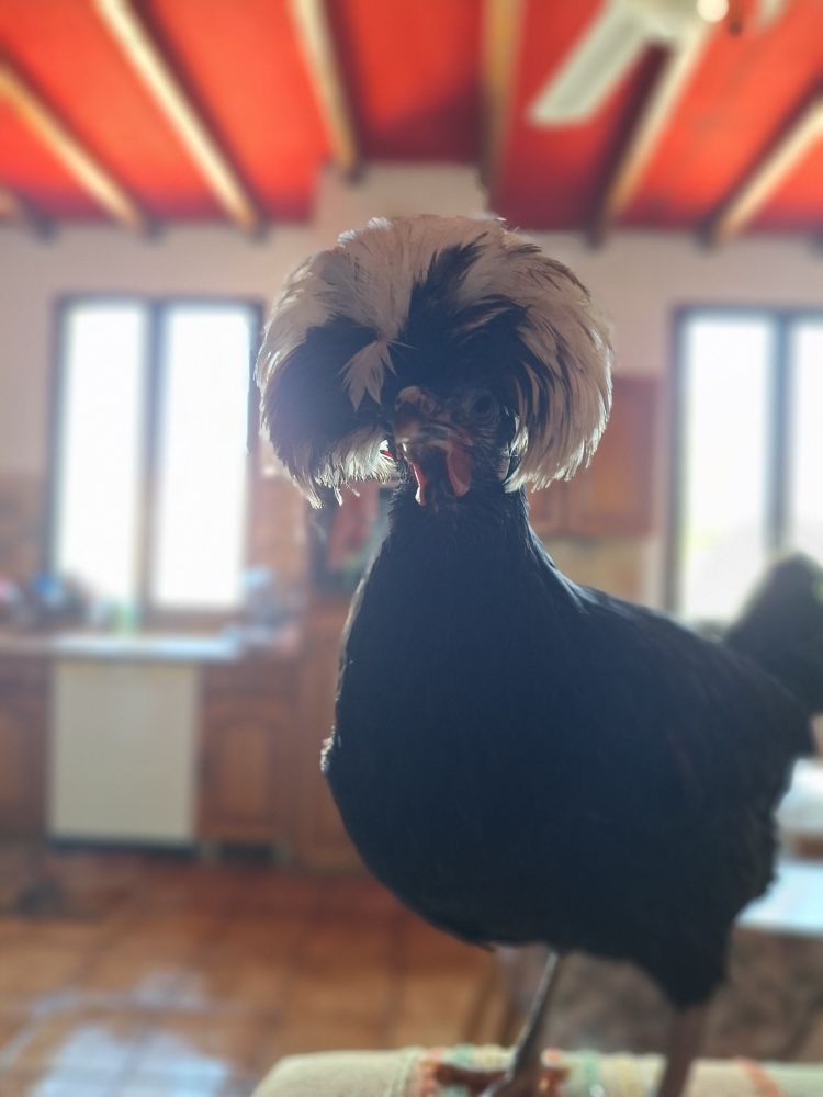 La même Françoise sur le dossier du canapé,  elle me regarde un peu de haut comme une bourgeoise qu'elle est.