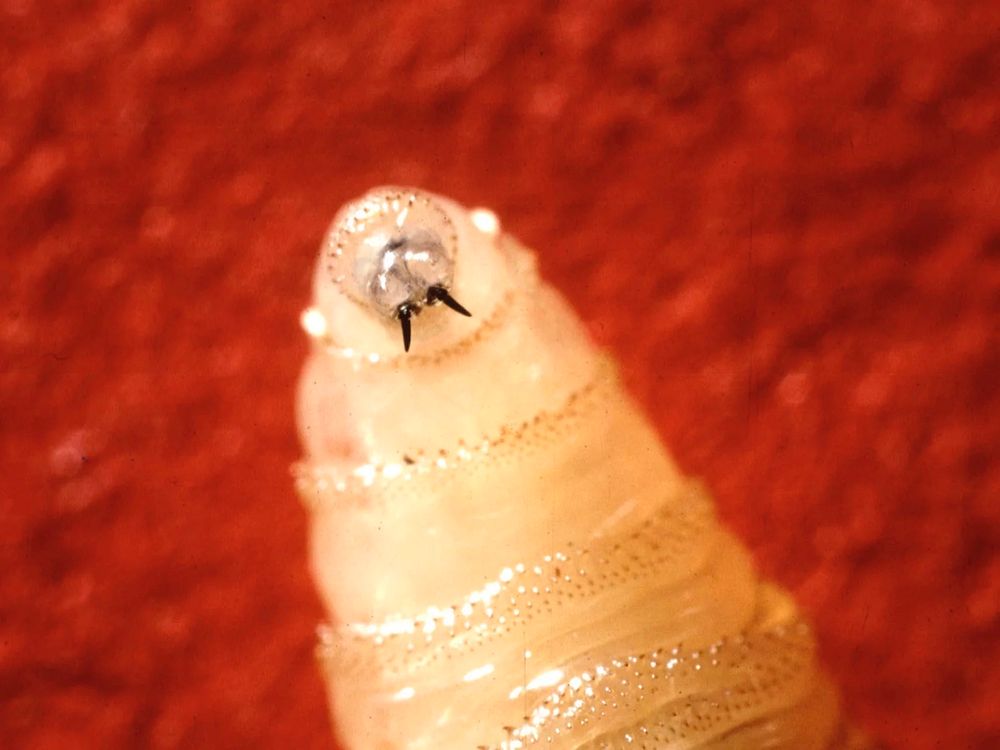 A photo of a flesh eating screw worm