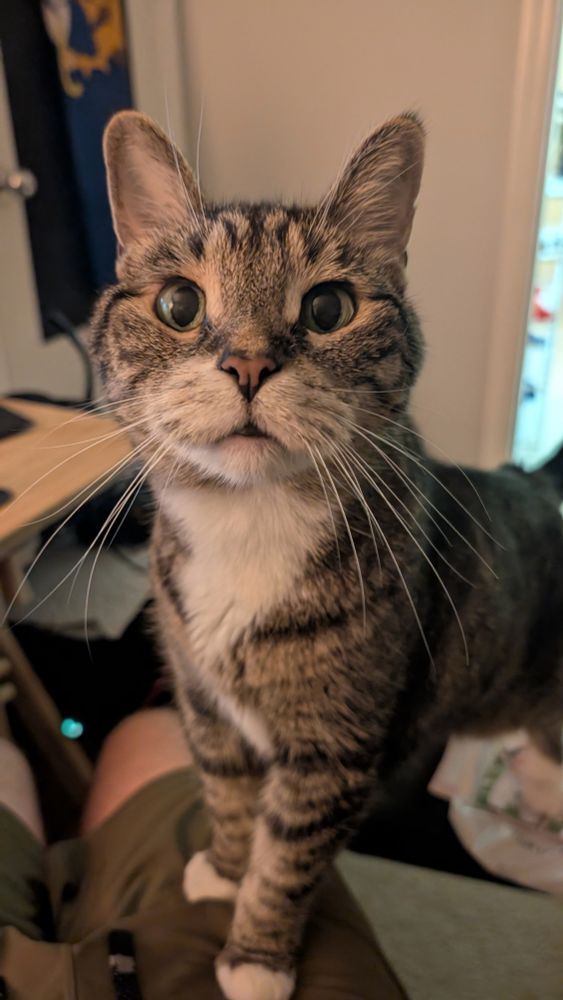 A wide-eyed cat looking at your lunch