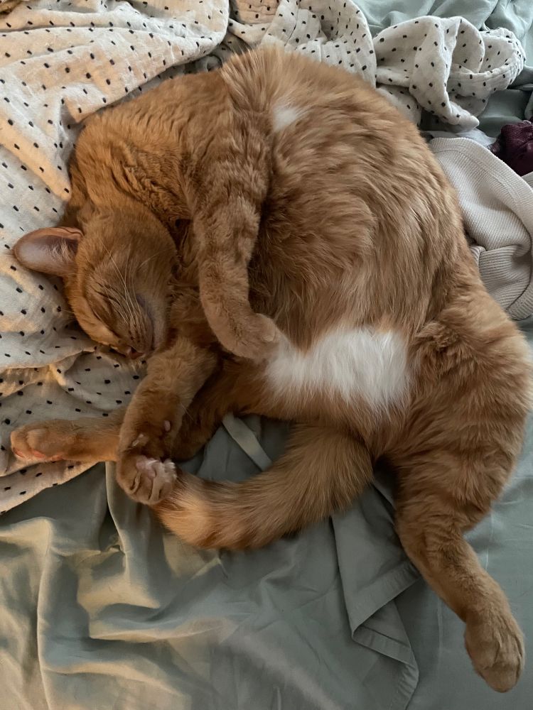 A sleepy orange cat showing his belly