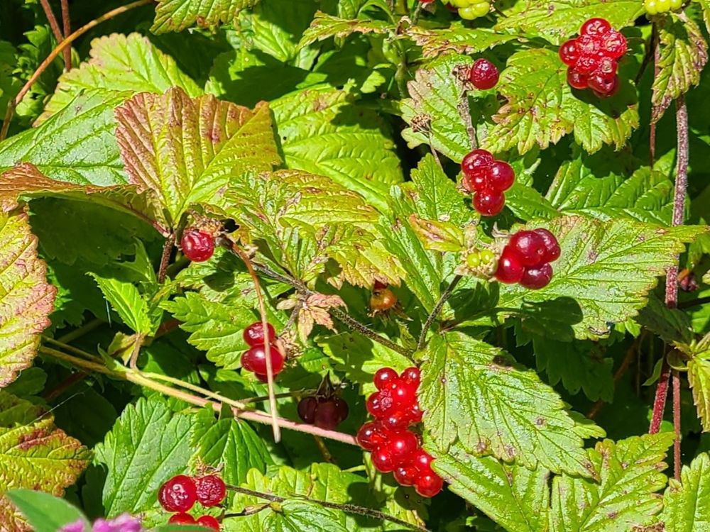 Image of segmented red berries against their green and rust colored leaves. 