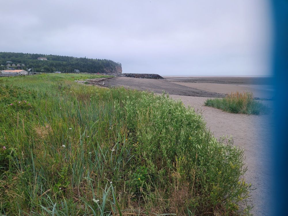 Photo of a dune with grasses and beach roses in front of a long pebble beach. In the background is a rocky wharf and behind that a tree covered hill ending in a seaside cliff. 