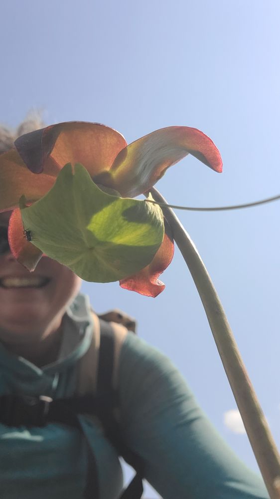 Selfie with a pitcher plant flower. The green center of the flower is visible since the selfie was taken from a very low angle. The flower partially blocked the face of a woman in the background with a giant "I'm walking on the mantle and pitcher plants are blooming" grin.
