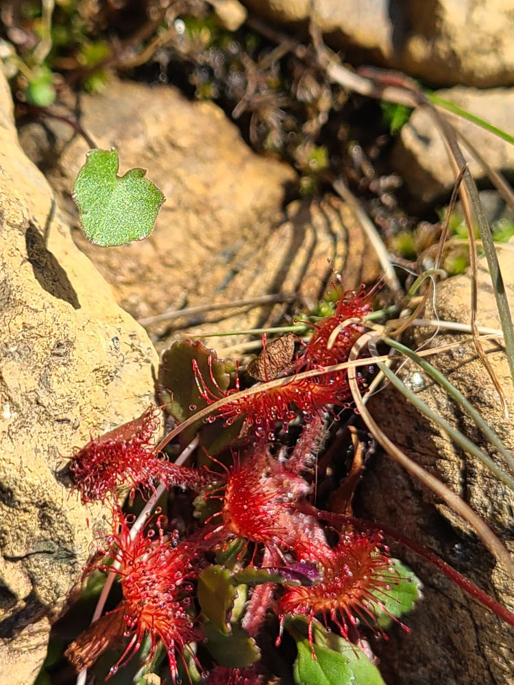 Close photo of sundew plant against the orange of weathered perioditite. Unidentified small green flowers are near. 
