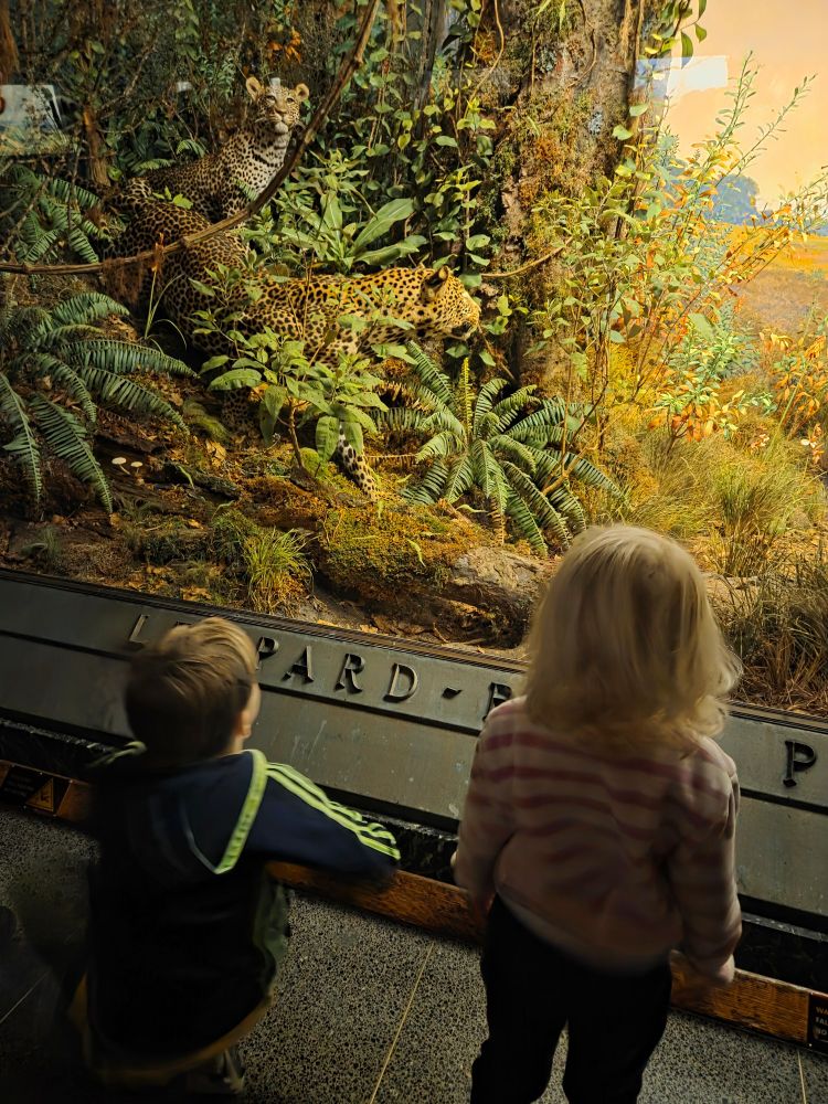 One seated and one standing child, looking at a life size diorama of leapords. 