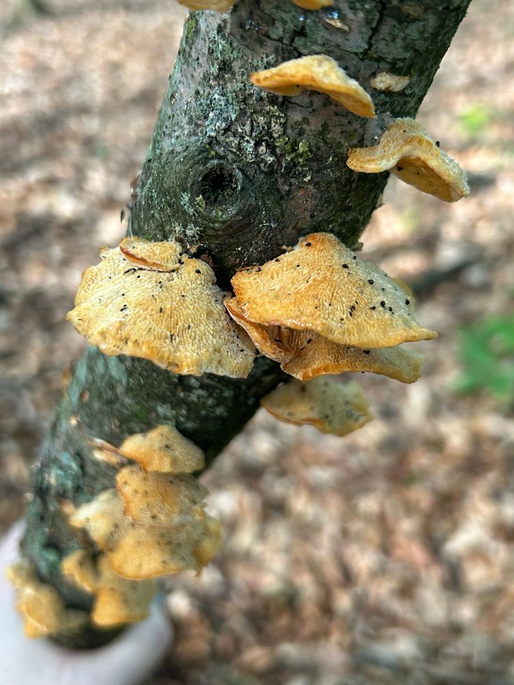 Mushrooms on a stick
