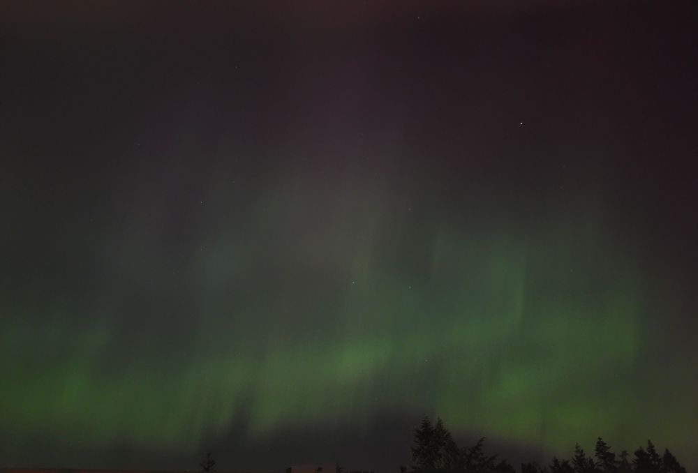 A photo of some fairly faint, but still visible, green Northern Lights above a treeline.