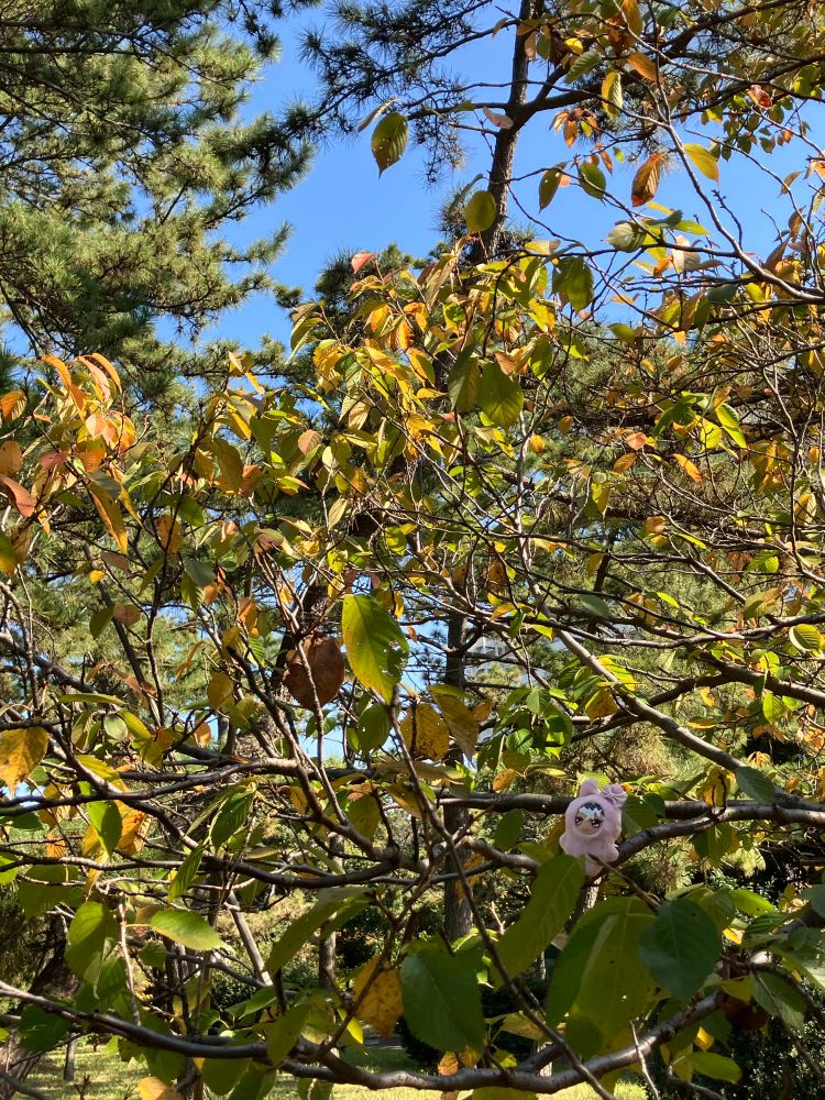 うさモモちゃん