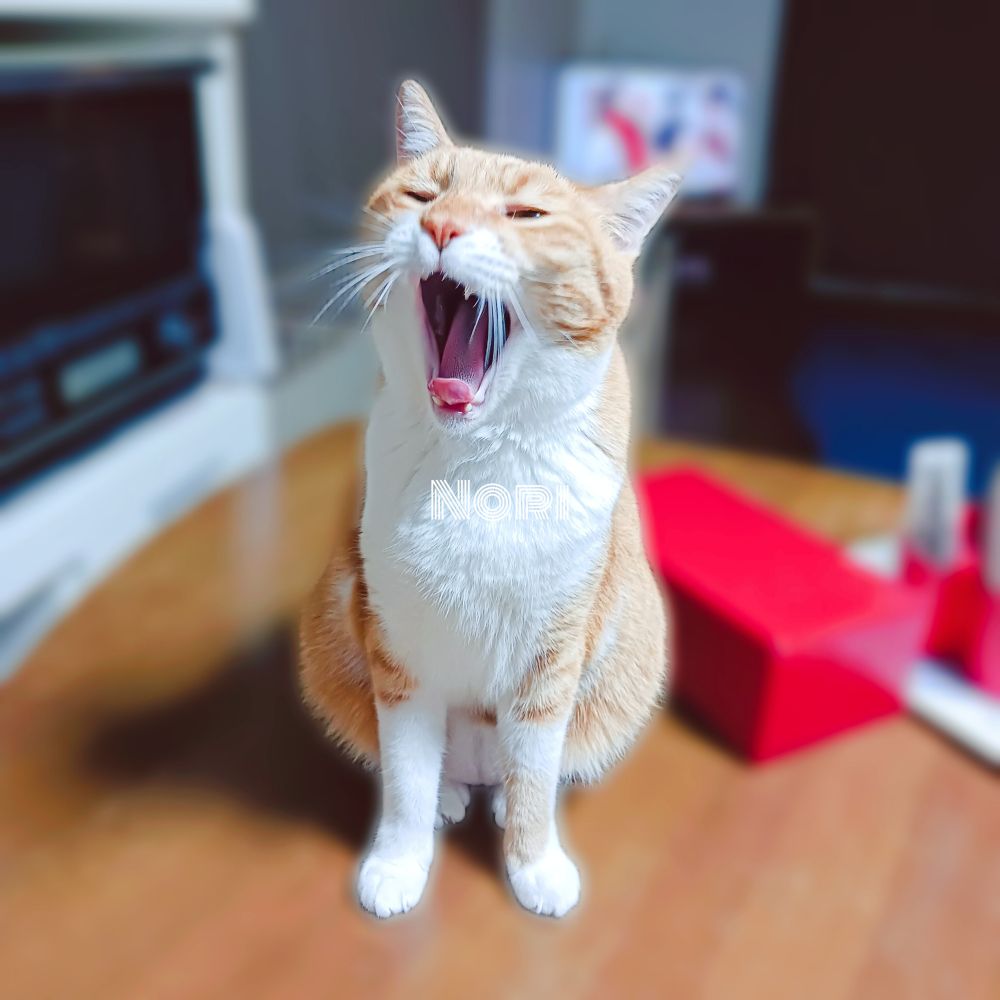 茶白猫があくびをしています。