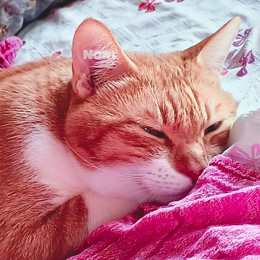 茶白猫の顔のアップです。