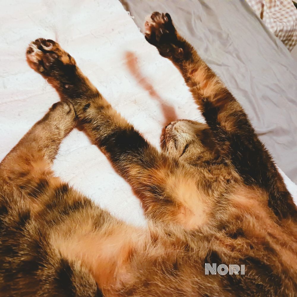 キジトラ猫がばんざいをしています。