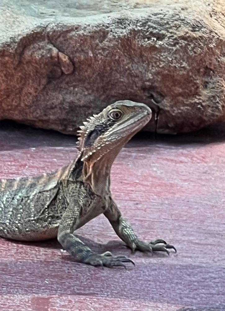 A water dragon is lifting its head high off a red concrete slab. There’s a sandstone rock behind them, and you can just see the front half of the lizard