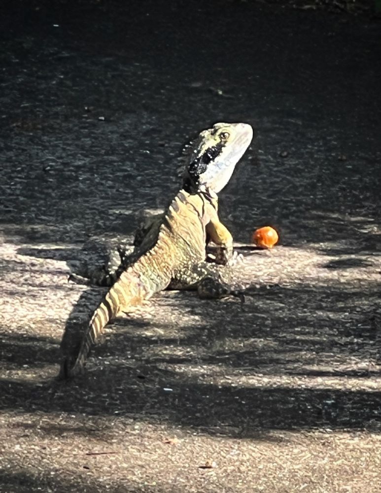 A water dragon lizard is eyeing you with suspicion as he guards a cherry tomato. He’s in a dappled patch of sun on a concrete driveway