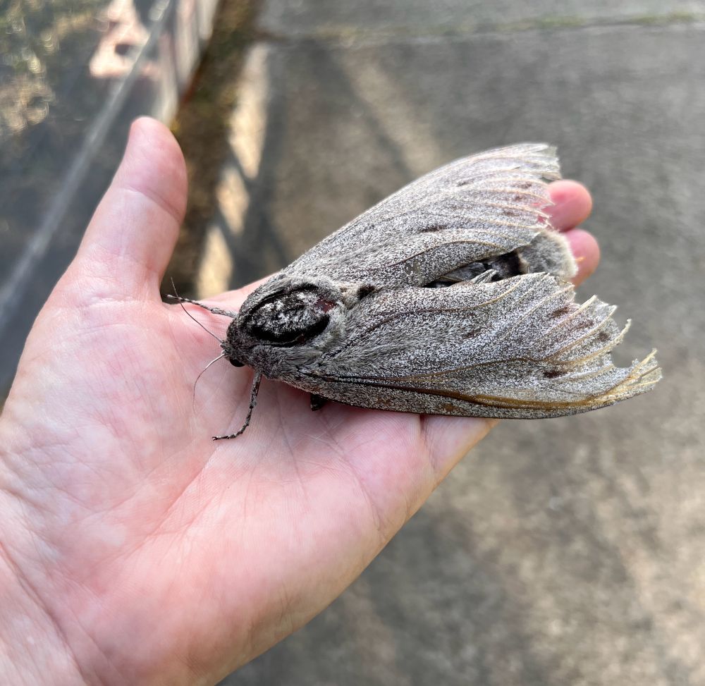 Big grey moth sitting on my hand. Its head is in the centre of my palm and its wings go to my fingertips. It has a black circle on its head