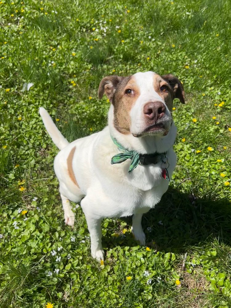 A brown and white dog sitting in a field of wildflowers, he is wearing a green bandanna