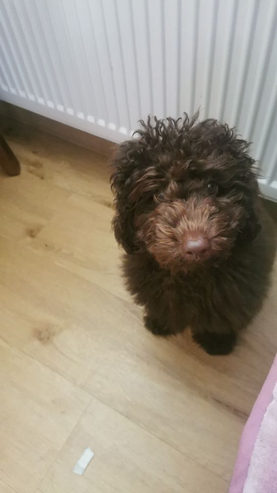 Wuscheliger brauner kleinpudel