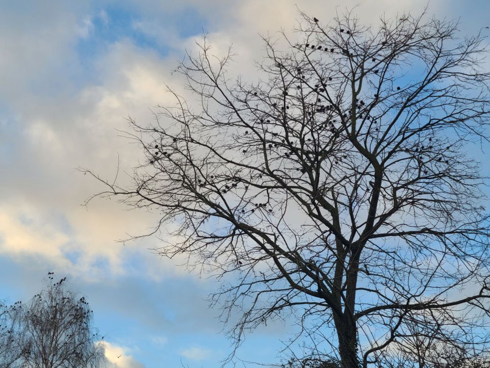 Photo de mon ciel, bleu et nuages blancs, deux arbres remplis d'ëtourneaux. Faut zoomer 😉