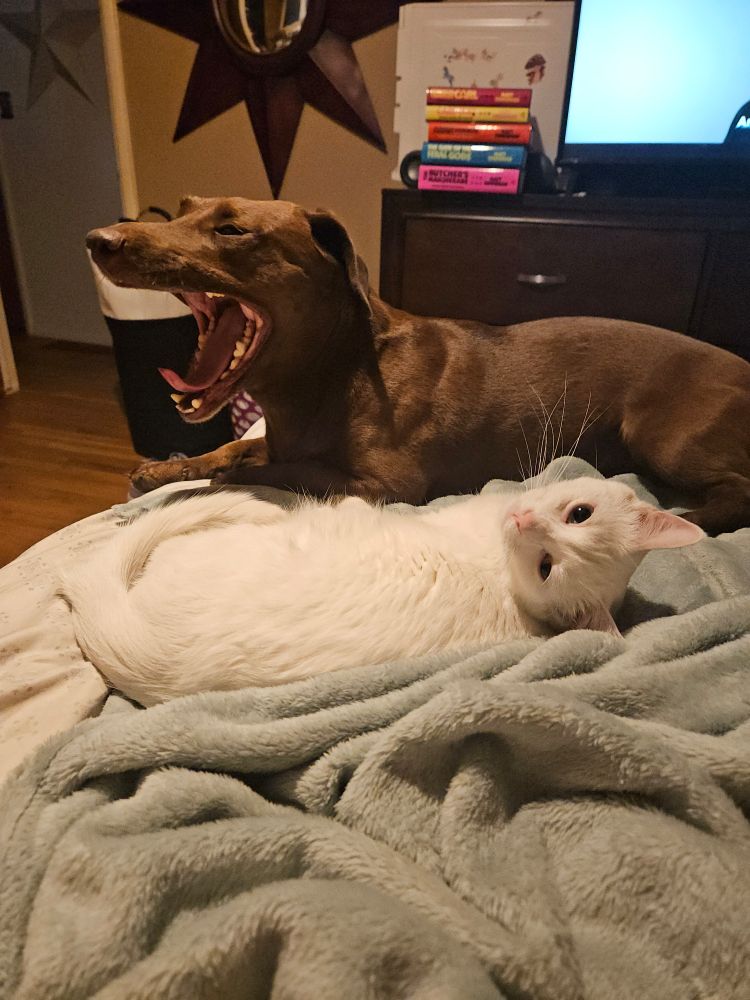 The two brave babies. Mabel, a white cat, and Coco, a chocolate lab dachshund mix. Mabel is lying on her side looking upside down at the camera. Coco is lounging behind her, mid yawn. 
