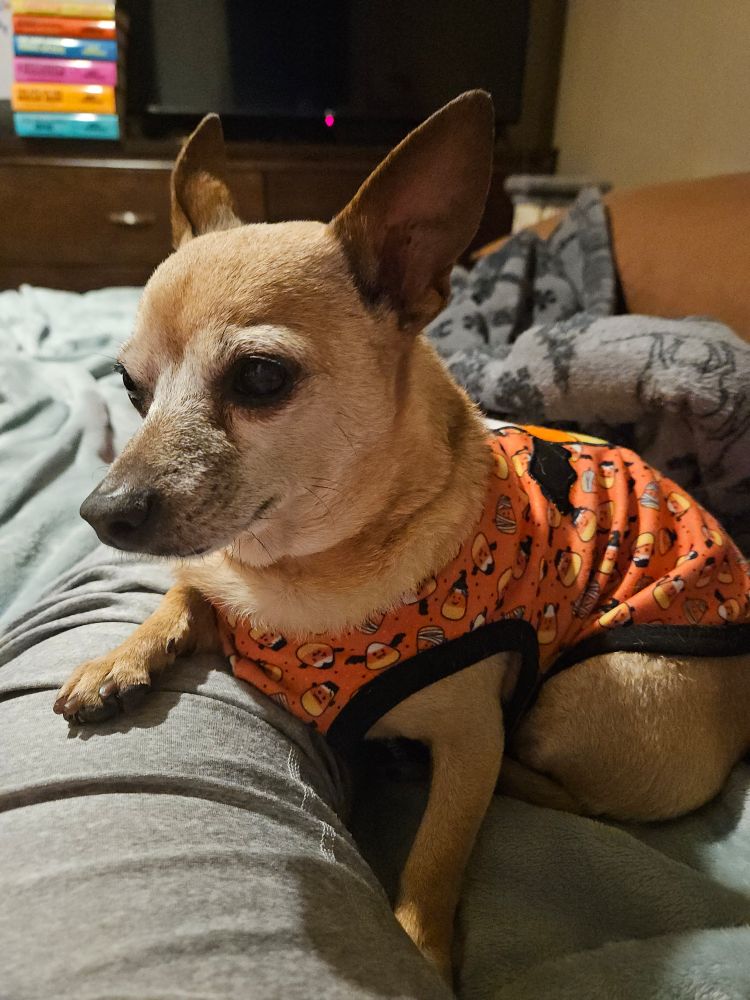 Zadie, a tan min pin chihuahua mix wearing an orange and black candy corn shirt. She's got one paw on my leg and looks relieved I'm home