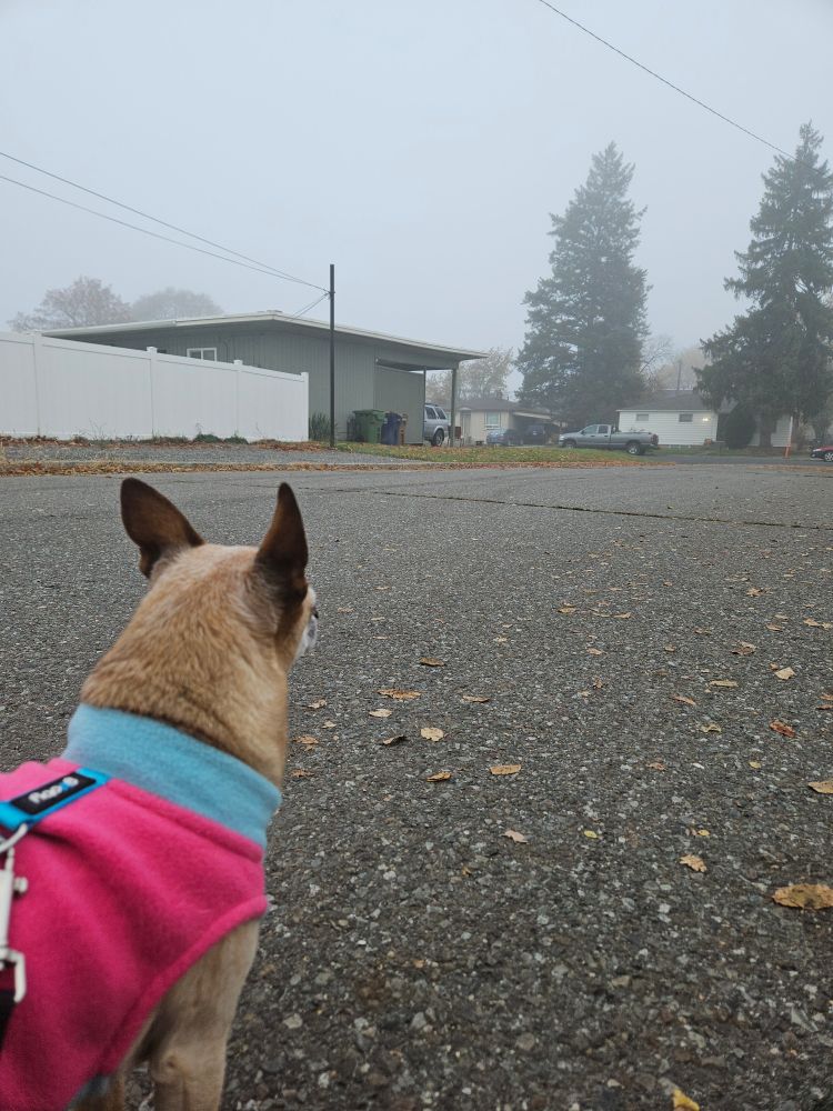 Zadie, a tan min pin chihuahua mix wearing a pink and blue fleece sweater, standing on a foggy street. She's facing away from the camera, looking off in the distance at the fog and pine trees and houses. 