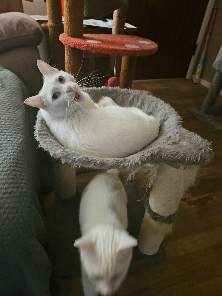 Mabel and Dipper, two white cats. Mabel is lounging in the basket of a little gray cat tree. Dipper is underneath, motion blurred. Mabel is looking straight at the camera, starting to yawn which makes her look like she's faking a surprised reaction