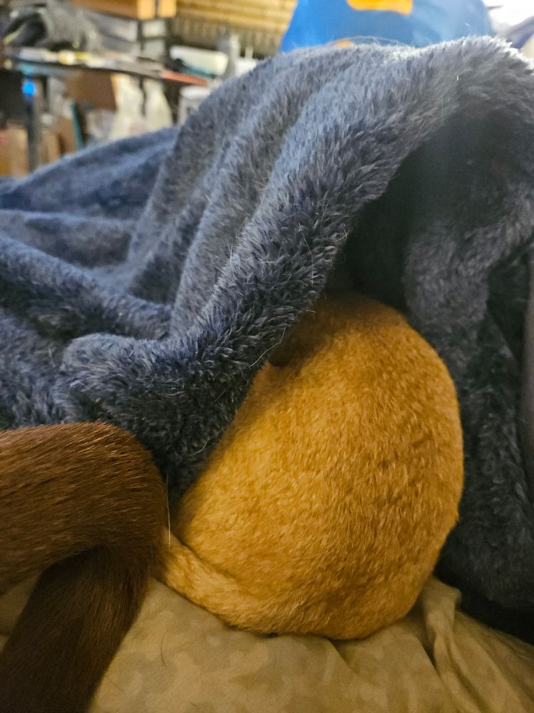 Zadie, a tan min pin chihuahua mix, crammed up under a fuzzy blue blanket so only her butt is showing. Her tail is touching Coco's.