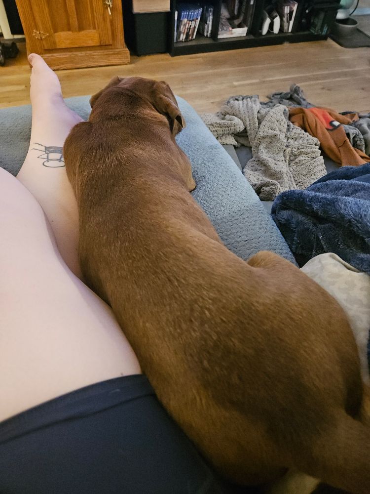 Coco, a chocolate lab dachshund mix, laying pressed up against my leg for comfort after some idiot set off a mortar in the neighborhood.