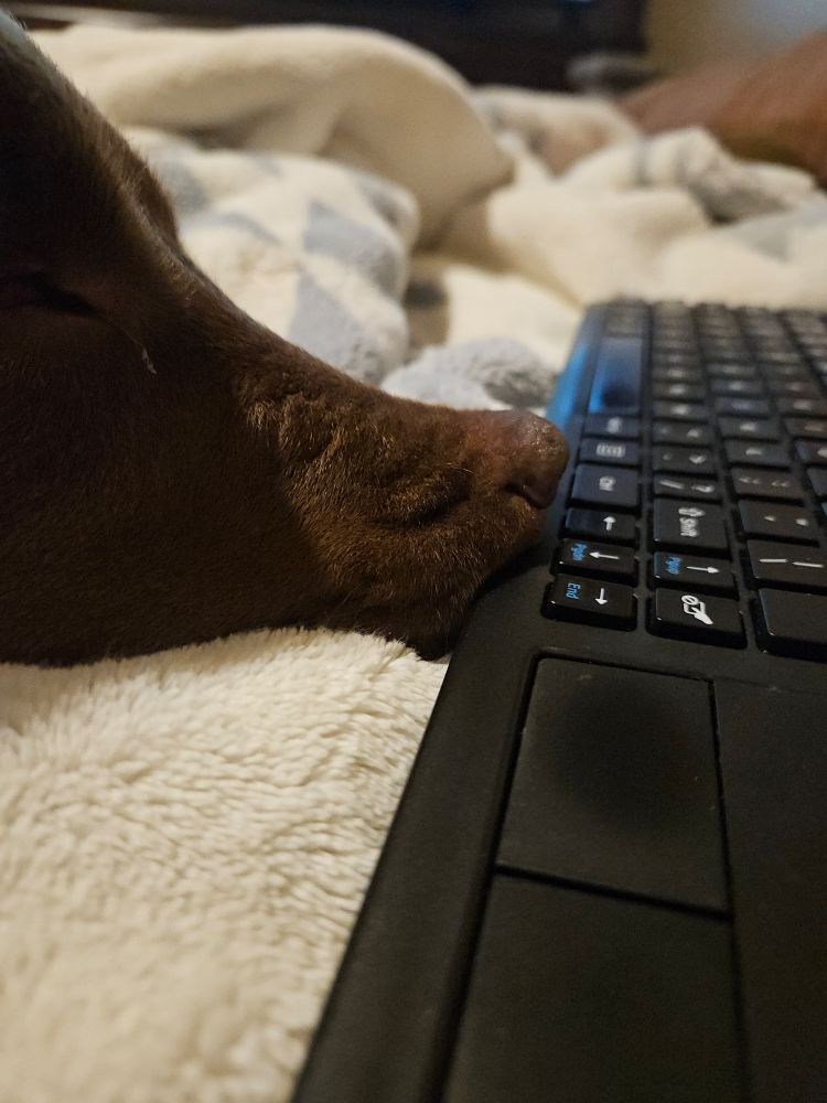 Even closer shot of the snoot and keyboard in question