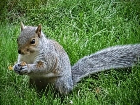 Squirrel having breakfast.