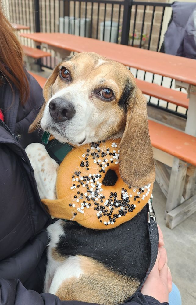 Darwin, a tricolor beagle, dressed as an Everything Beagle in 2023. Basically just a beagle with an everything bagle on his back  He's always a champ about being dressed up.