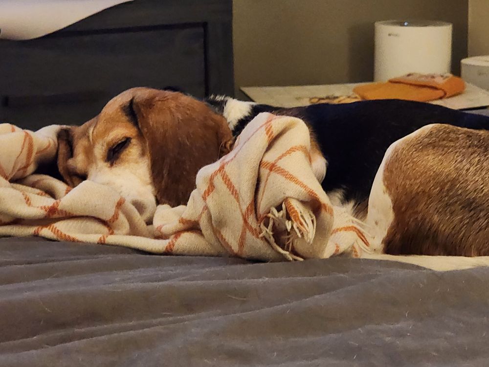 A needle who can only sleep on blankets on top of blankets sleeping on a blanket.