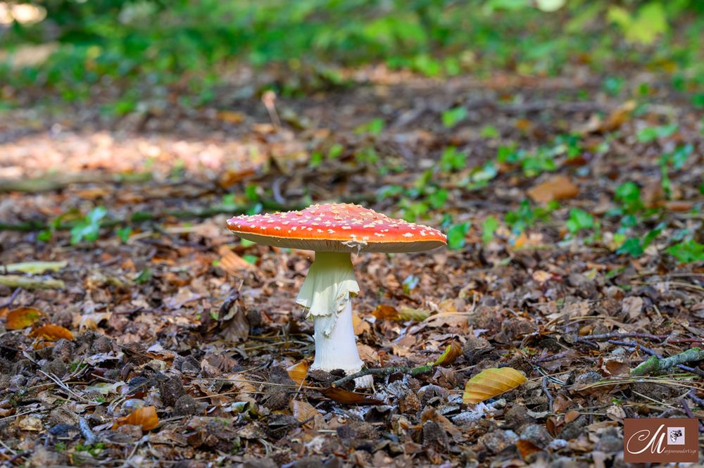 vliegenzwam met mooie rok