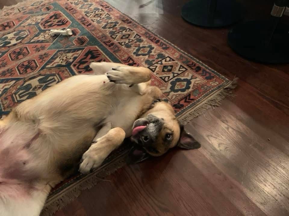 Halo a Shepard dog on her back tongue out playfully 