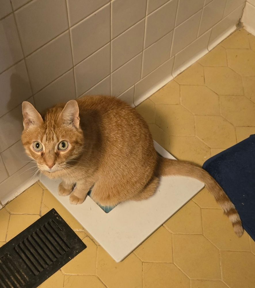 orange cat sitting on bathroom scale