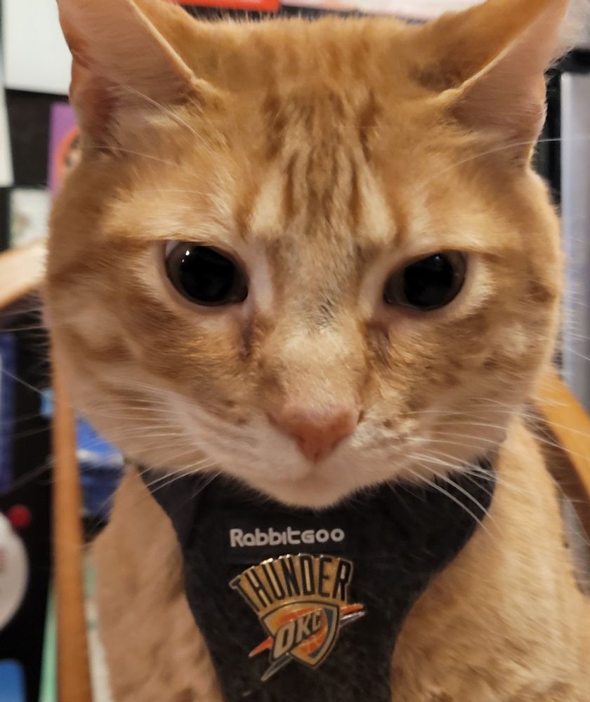 orange cat wearing an Okc Thunder pin