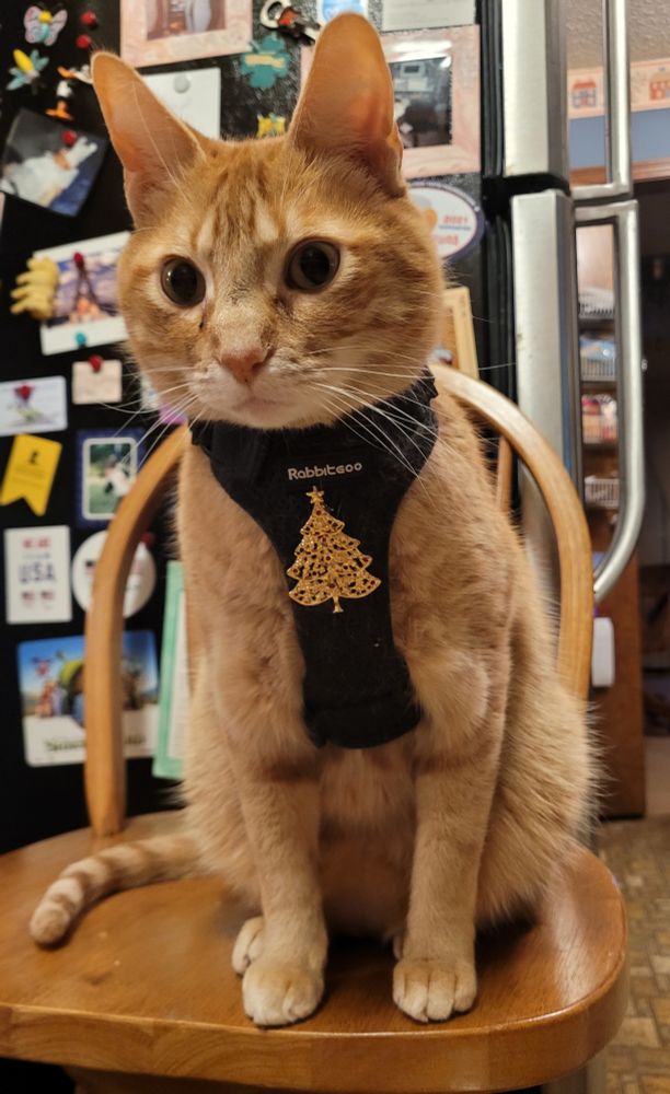 orange cat with gold jewelry Christmas tree pin on harness