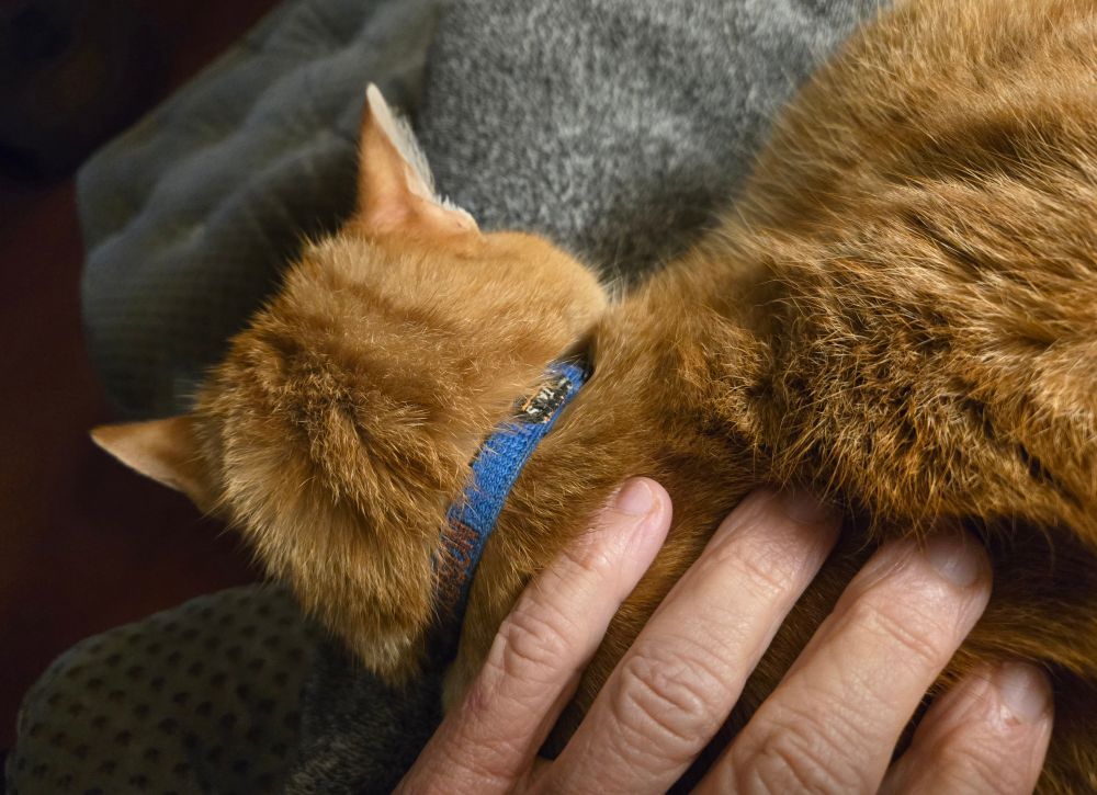 orange cat on my lap