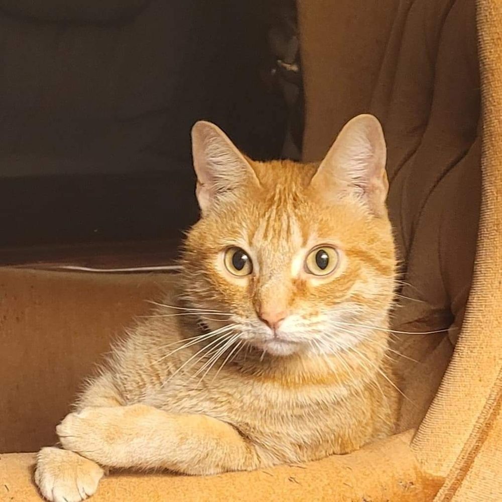 orange cat sitting thoughtfully in a matching chair