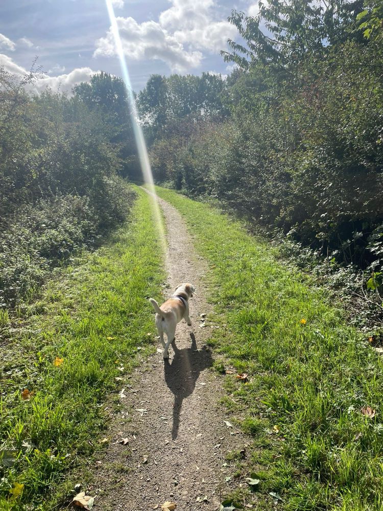 Penny the Beagle pottering along the path between two strips of grass and shrubs and trees.  A beam of sunlight cuts across the image seeming to touch her back.