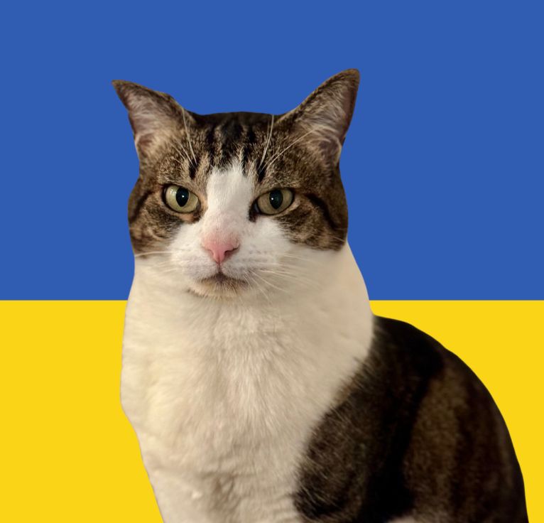 a tabby and white cat is pictured sitting on her haunches, looking directly at the camera. Behind her is her is the blue and gold Ukrainian flag. 