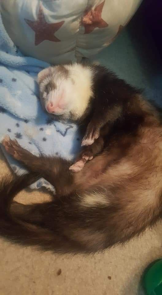Nori laying on the floor the day we brought her home. She's half curled on her back sporting a dark chocolate fur colour.