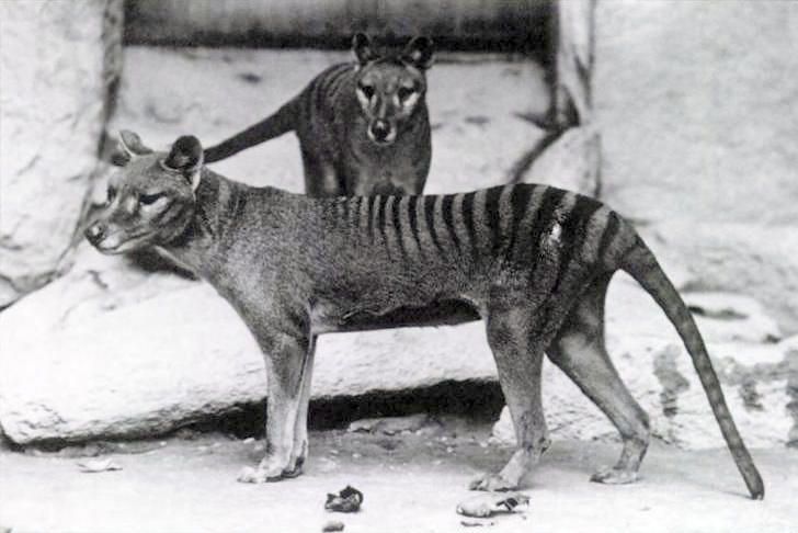 Archival (1920s-30s) photo of two Thylacines (also called Tasmanian Tigers) in captivity: photo shows a dog-like looking animal, but with dark stripes running across the back from its upper back to tip of its long tail. 