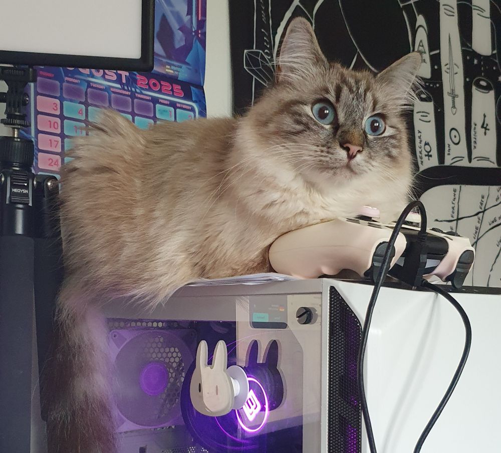 A side view from my cat Bagel sitting on my PC